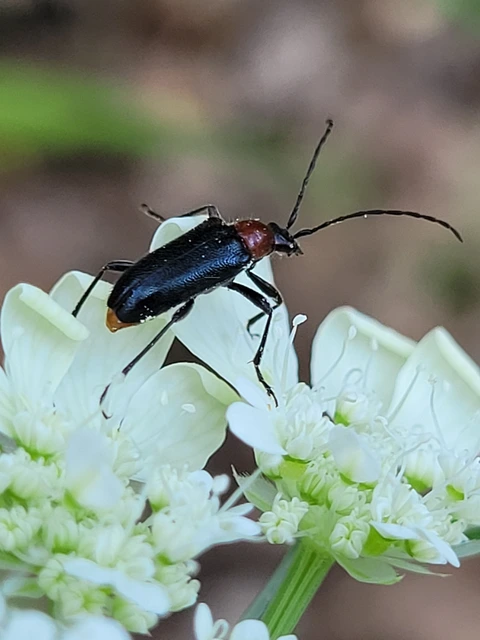 Dinoptera collaris - vörösnyakú virágcincér