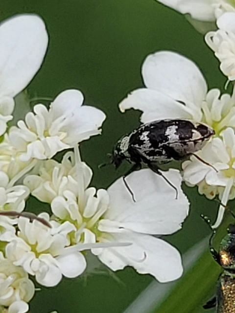 Anthrenus scrophulariae - nagy múzeumbogár