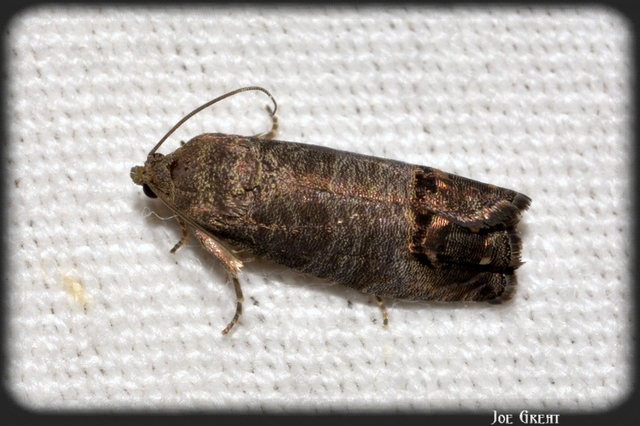 Cydia pomonella - almamoly