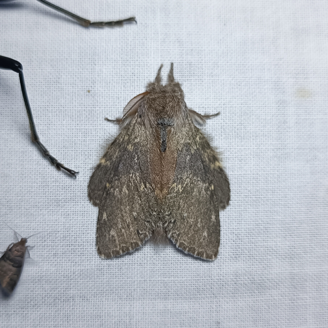 Stauropus fagi - bükkfa-púposszövő