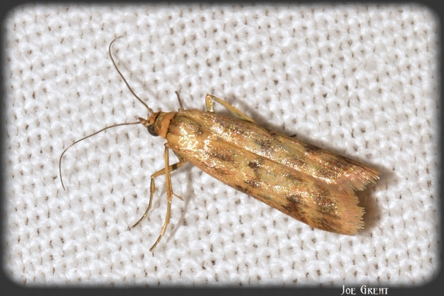 Homoeosoma sinuella - agyagsárga karcsúmoly