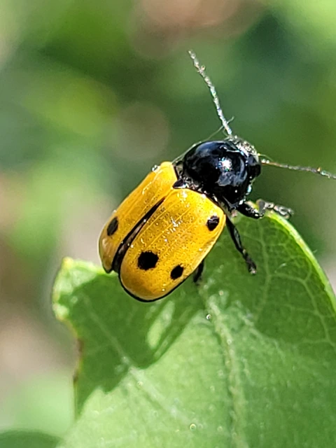 Cryptocephalus imperialis - daliás zömökbogár