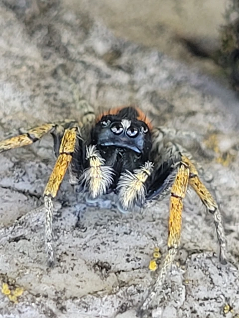 Philaeus chrysops - piros ugrópók