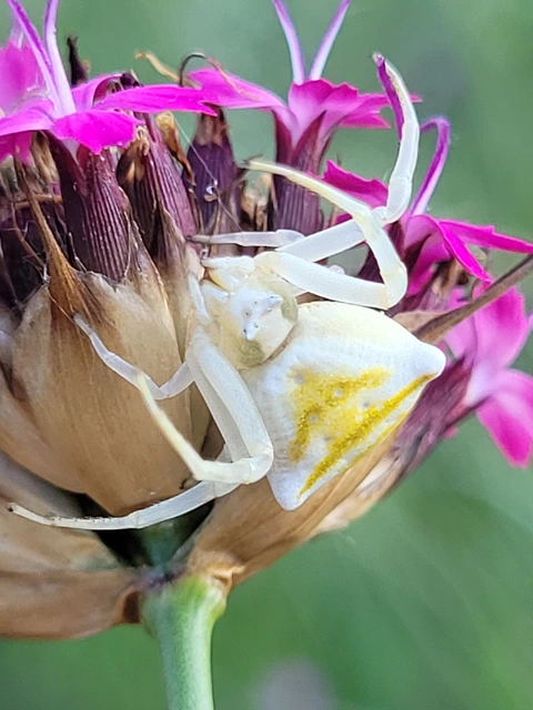 Thomisus onustus - fehér karolópók