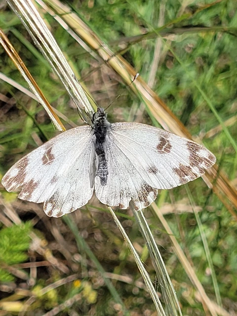 Pontia edusa - rezedalepke