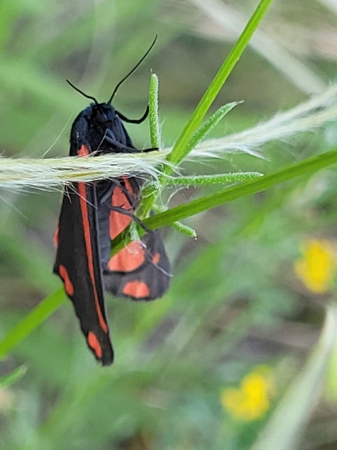 Tyria jacobaeae - jakabfű-medvelepke