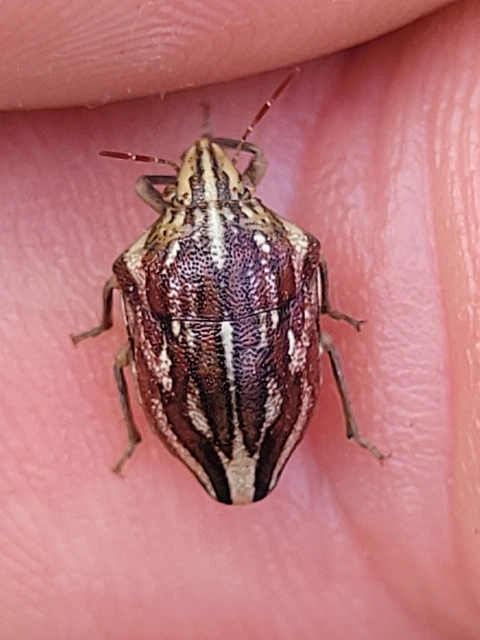 Odontotarsus
