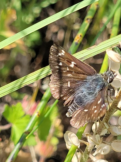 Spialia orbifer - törpe busalepke