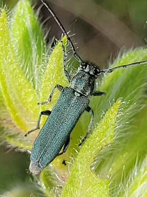 Phytoecia coerulescens - kígyósziszcincér