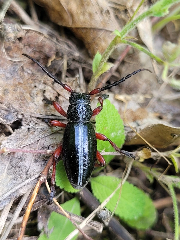 Dorcadion pedestre - kétsávos gyalogcincér