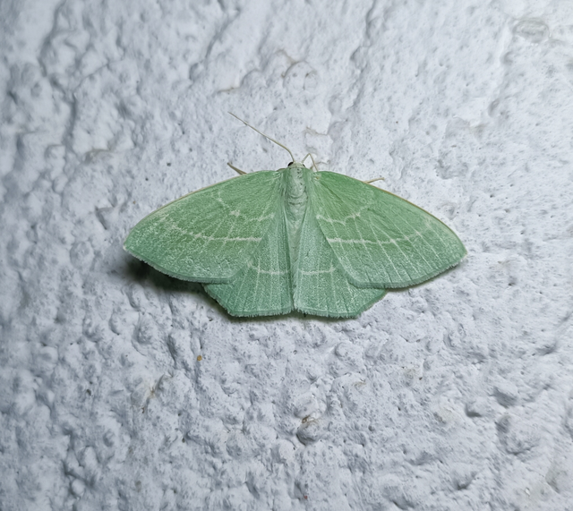 Hemistola chrysoprasaria - kékes zöldaraszoló