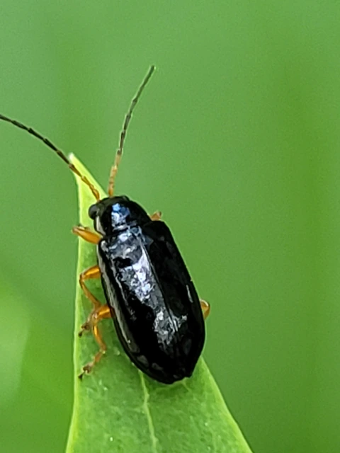 Luperus xanthopoda - sárgalábú szillevelész