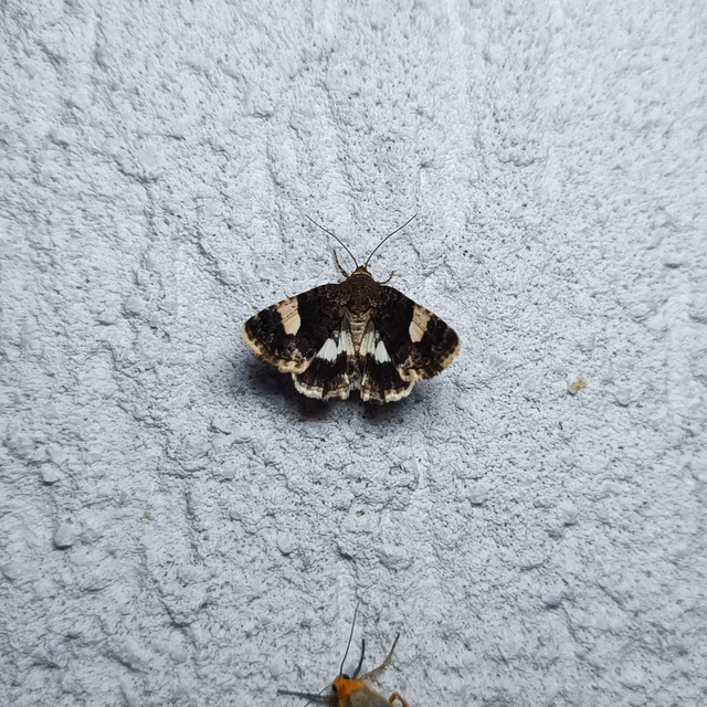 Tyta luctuosa - fekete nappalibagoly