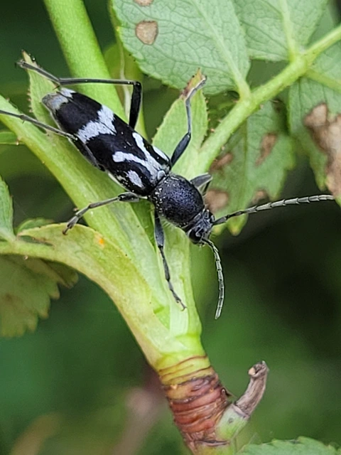 Chlorophorus figuratus - rajzos darázscincér