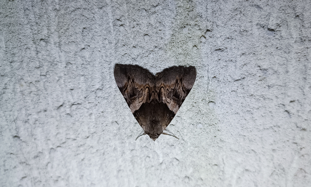 Catocala fulminea - galagonya-övesbagoly