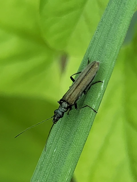 Oedemera