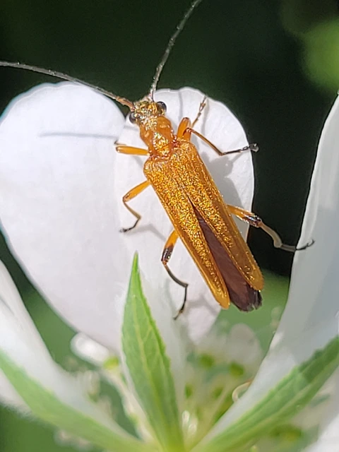 Oedemera podagrariae - székfű-álcincér