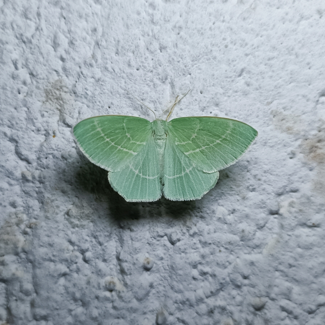 Hemistola chrysoprasaria - kékes zöldaraszoló