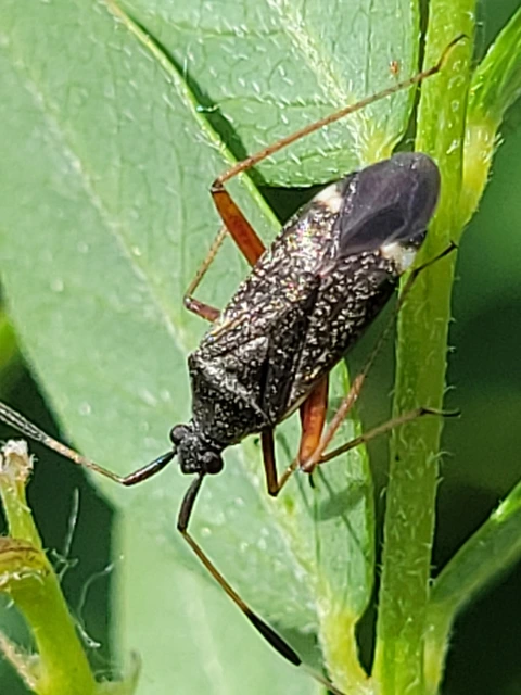 Closterotomus