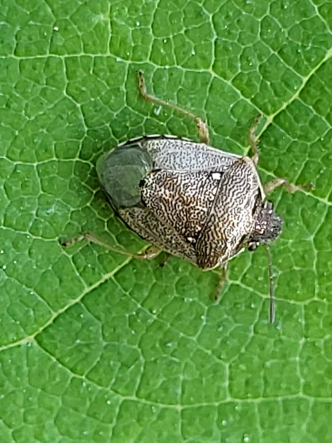 Eysarcoris ventralis - fakó feketefejű-poloska Eysarcoris ventralis - fakó feketefejű-poloska