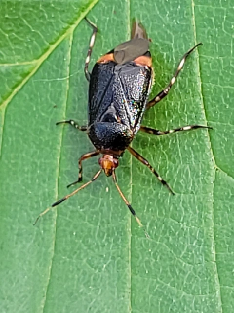 Deraeocoris