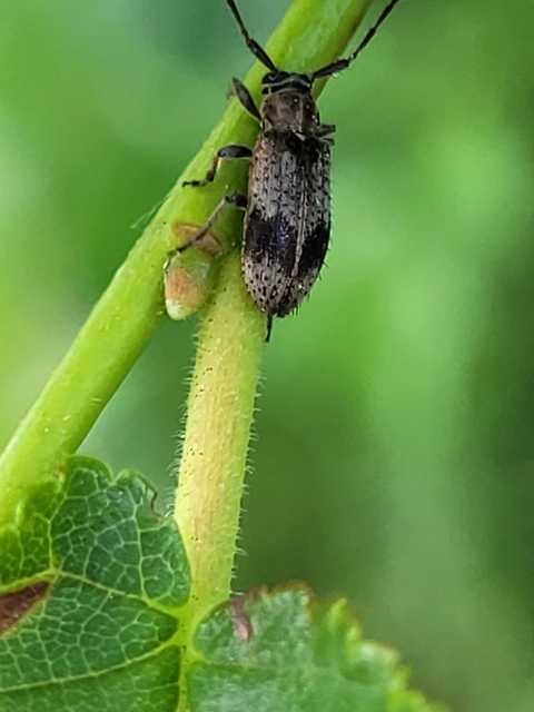 Exocentrus punctipennis - szilfa-rőzsecincér