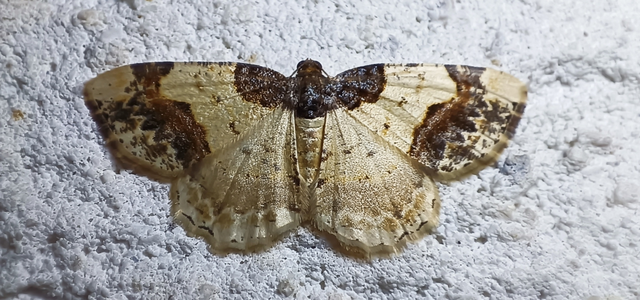 Ligdia adustata - barna levélaraszoló