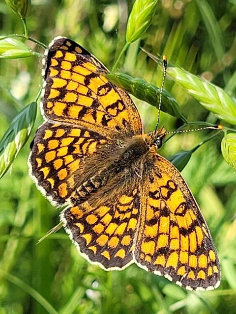 Melitaea phoebe - nagy tarkalepke