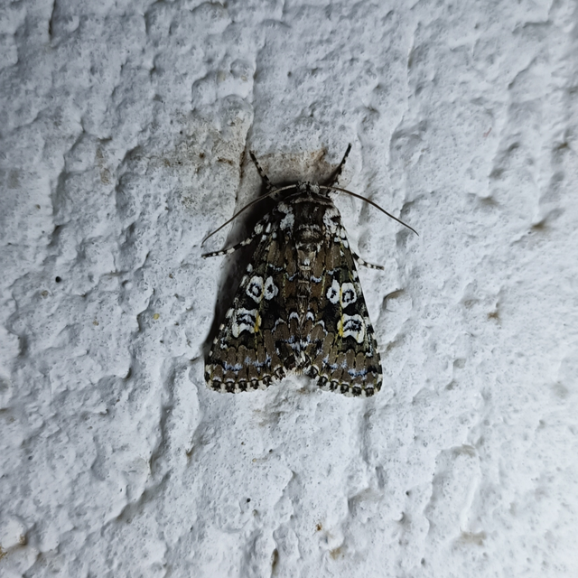 Lamprosticta culta - hármasfoltú bagoly