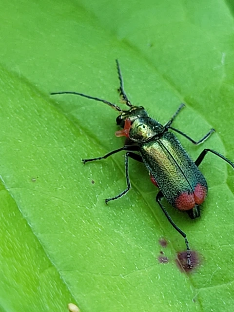 Malachius bipustulatus - kétfoltos bibircsesbogár
