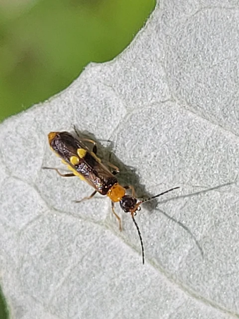 Malthodes Malthodes