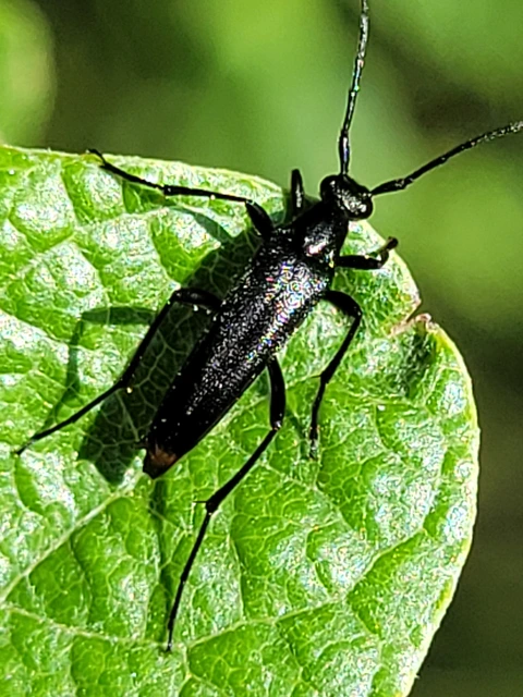Stenurella nigra - fekete karcsúcincér