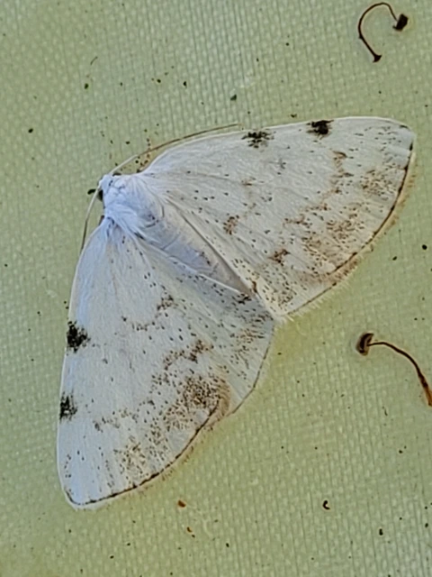 Lomographa bimaculata - kétpontos fehéraraszoló
