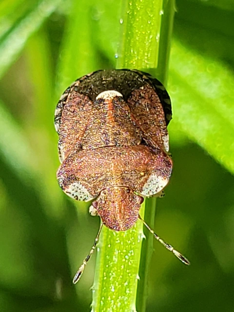 Dyroderes umbraculatus Dyroderes umbraculatus