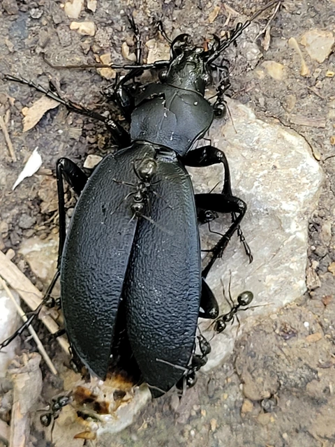 Carabus coriaceus - bőrfutrinka