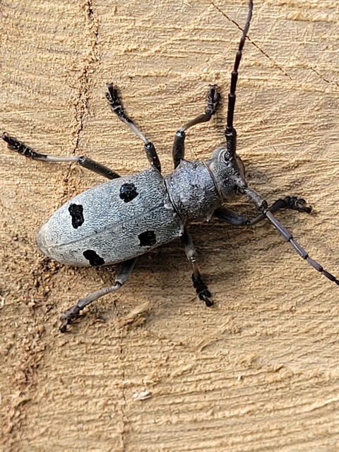 Morimus asper funereus - gyászcincér