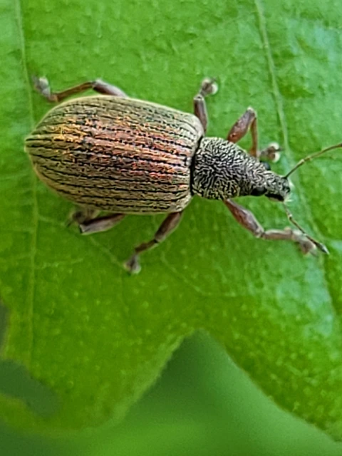 Polydrusus mollis - termetes lombormányos