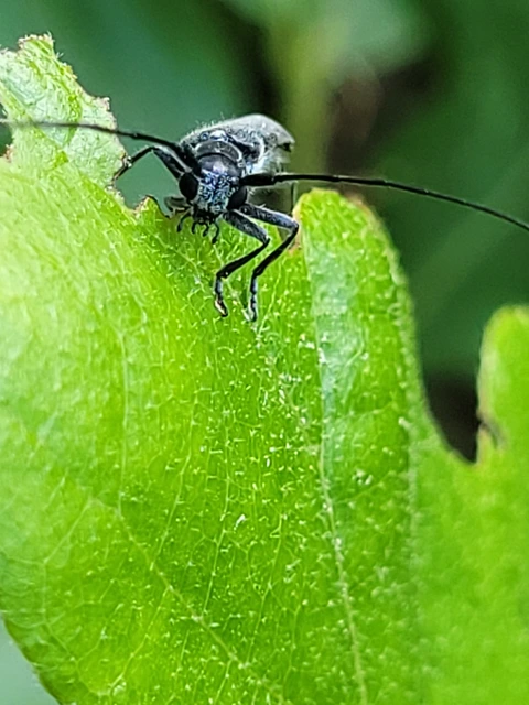 Stenostola dubia - fémes hársfacincér