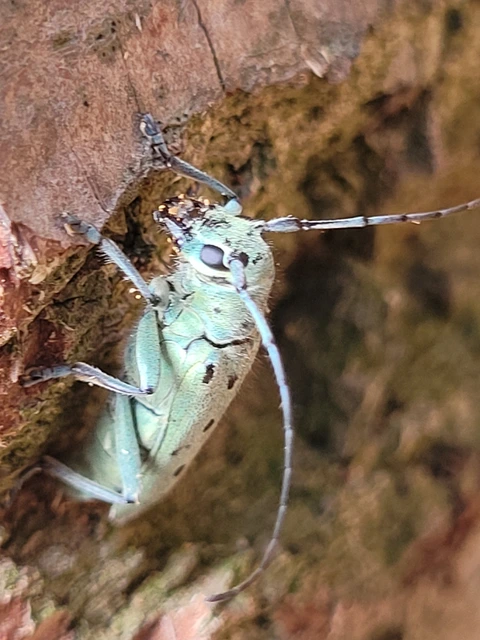 Saperda octopunctata - nyolcpontos cincér