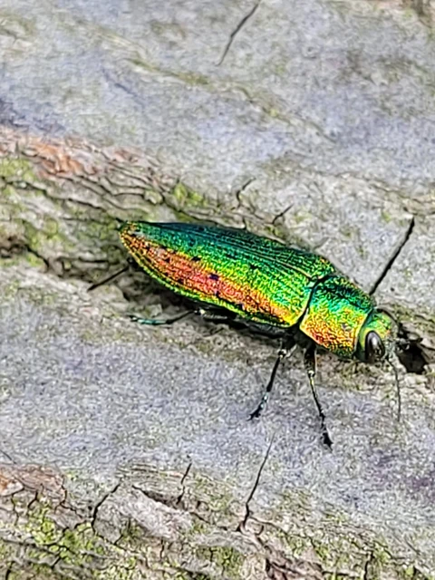 Lamprodila rutilans - hársfa-tarkadíszbogár Lamprodila rutilans - hársfa-tarkadíszbogár