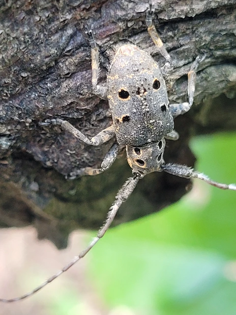 Mesosa curculionoides - szemfoltos cincér Mesosa curculionoides - szemfoltos cincér