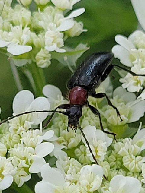 Dinoptera collaris - vörösnyakú virágcincér
