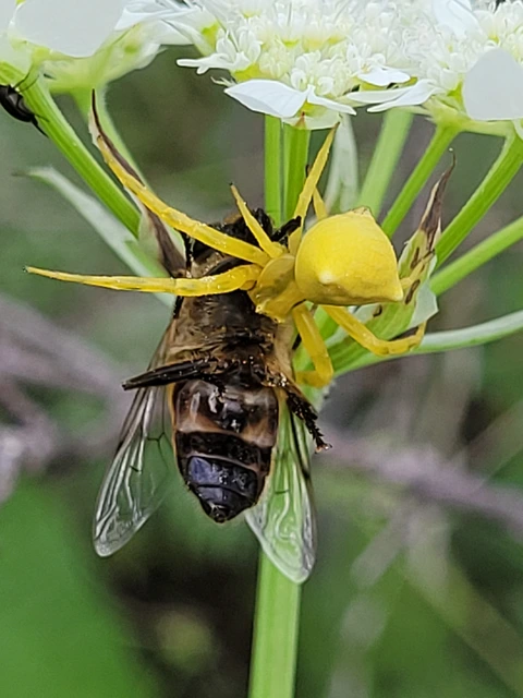 Thomisus onustus - fehér karolópók