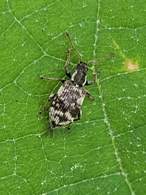 Oedecnemidius varius - tarka tölgyormányos