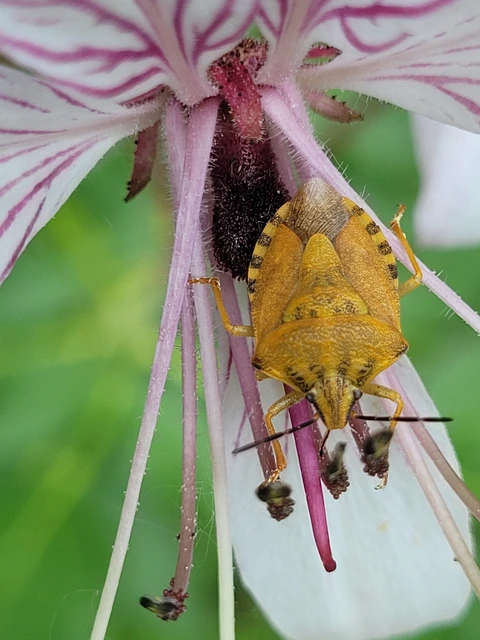 Carpocoris Carpocoris