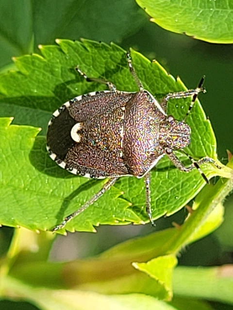 Holcostethus sphacelatus - holdas címerespoloska Holcostethus sphacelatus - holdas címerespoloska