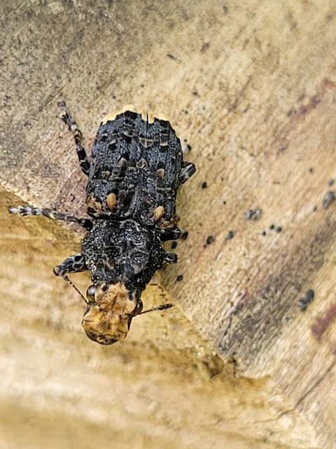 Platyrhinus resinosus - nagy orrosbogár