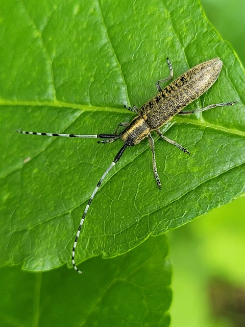 Agapanthia villosoviridescens - fehérgyűrűs bogáncscincér