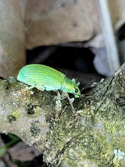 Polydrusus formosus - selymes lombormányos