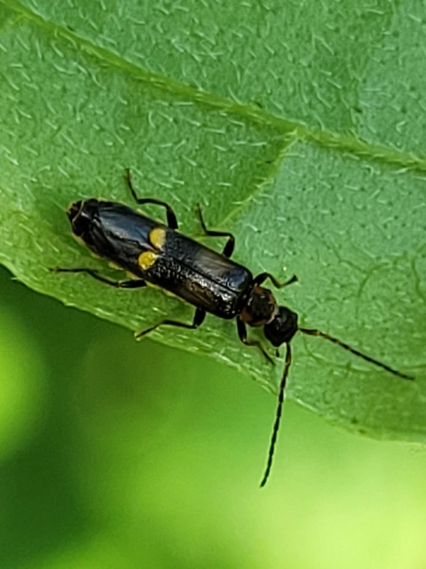 Malthodes Malthodes